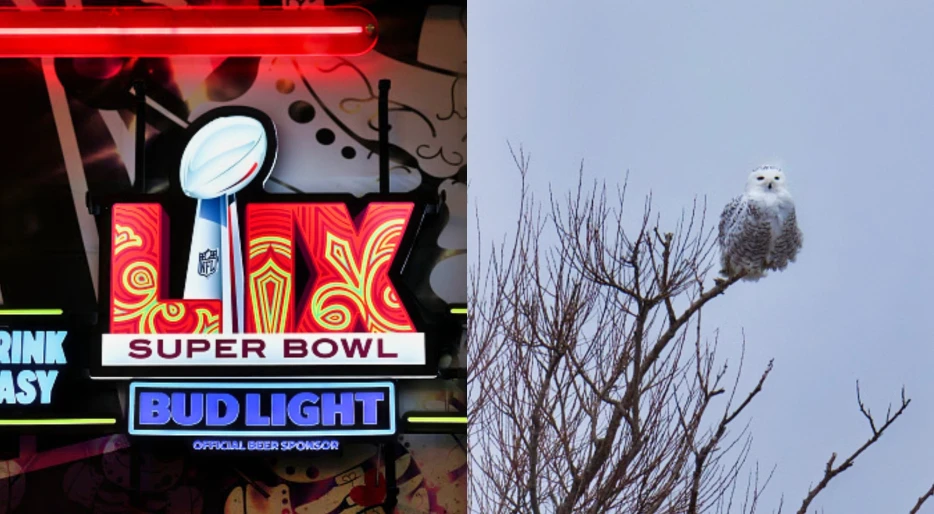 What Is The “Superb Owl”? Find Out How A Simple Typo Became A Bizarre Super Bowl Tradition