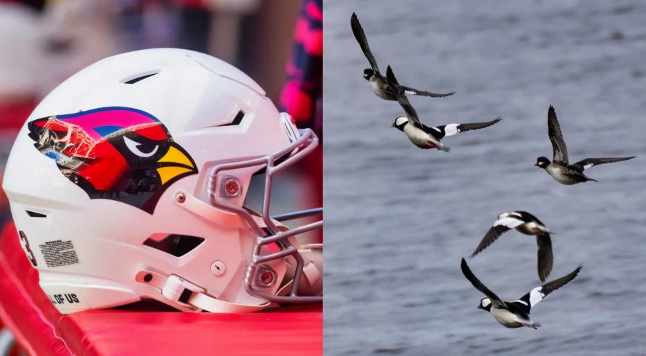 Arizona Cardinals Star Has Cringeworthy Explanation On Why He Thinks Birds Aren’t Real