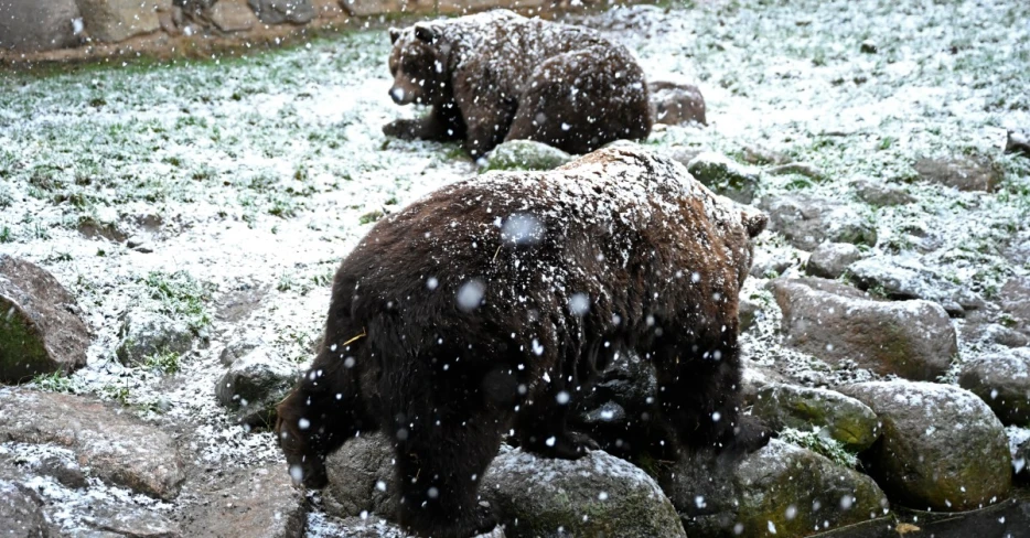 Week 15 weather: Browns plan to overcome conditions, Bears in Chicago
