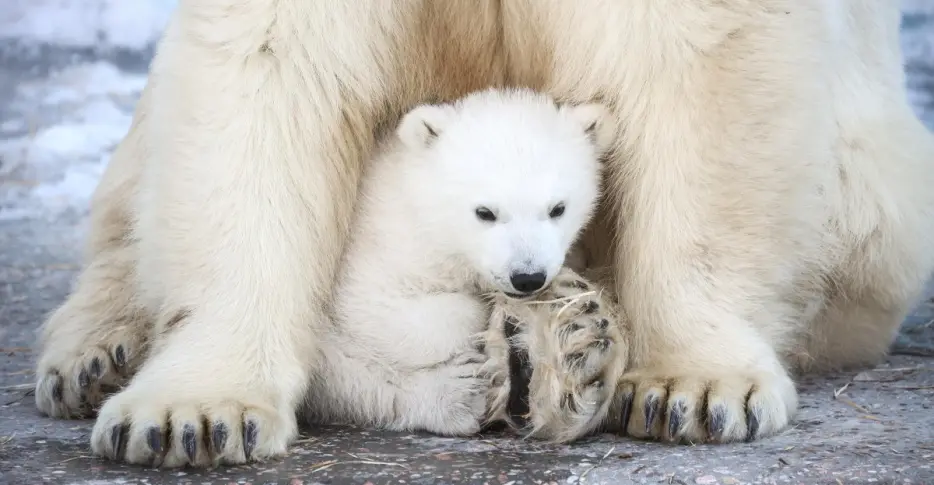 The Bear’s Den, July 1, 2026