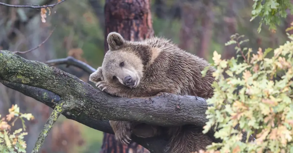 The Bear’s Den, June 29, 2026