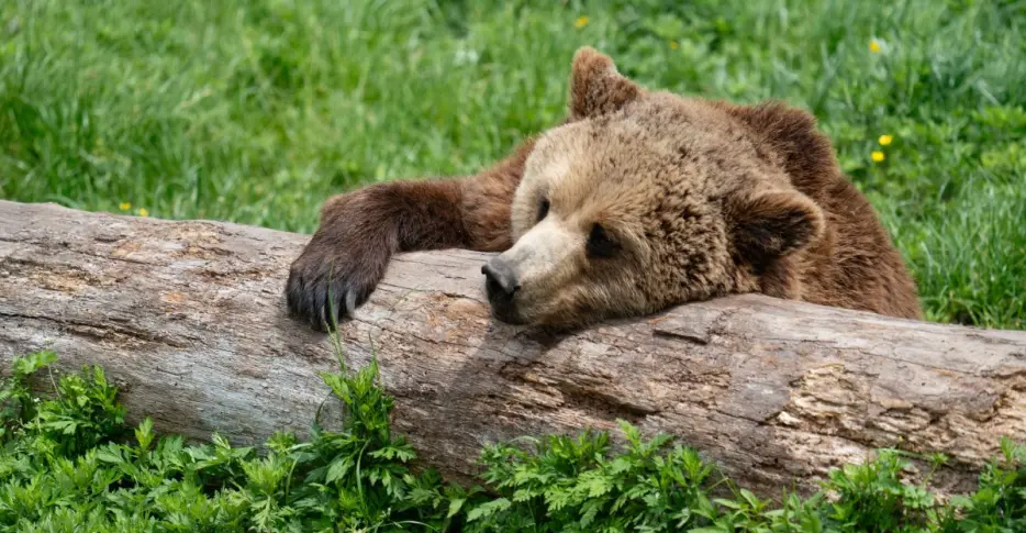 The Bear’s Den, July 2, 2026